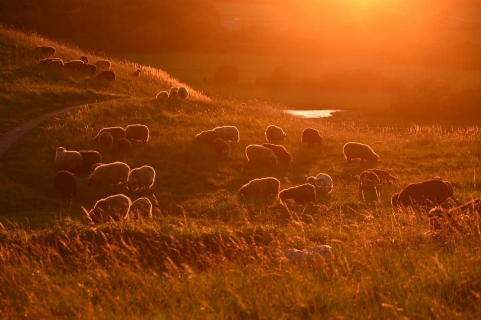 herd of sheep preview