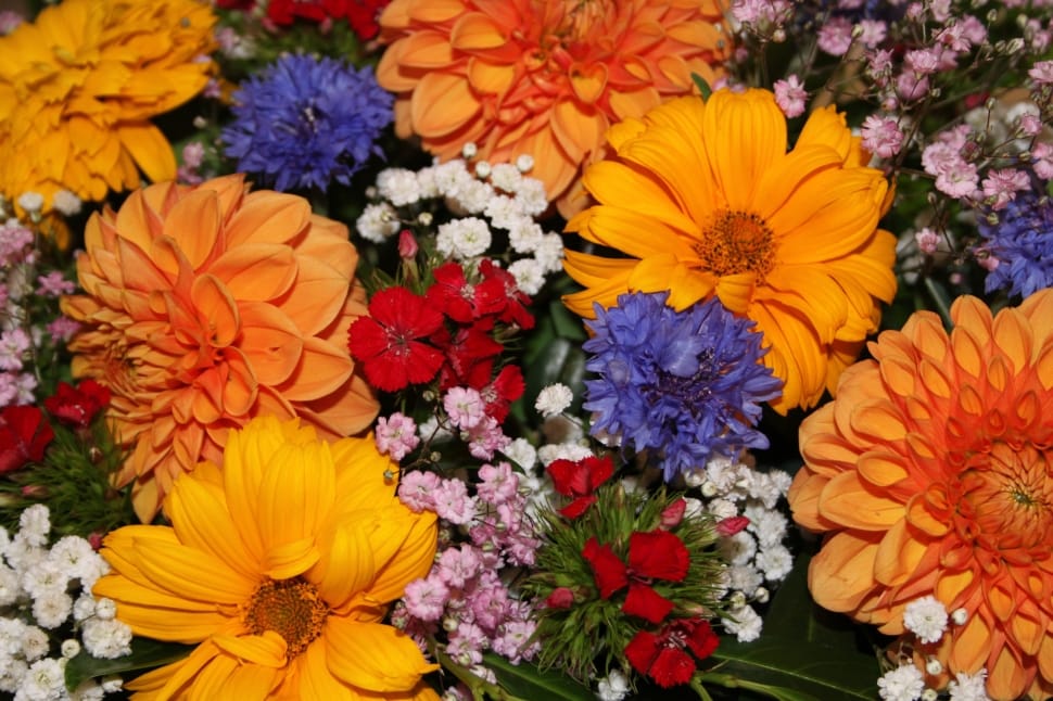 assorted petaled flowers preview
