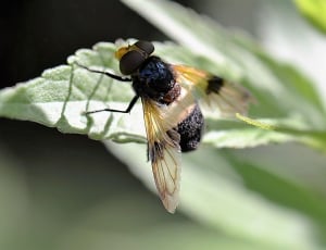 black white and yellow fly thumbnail