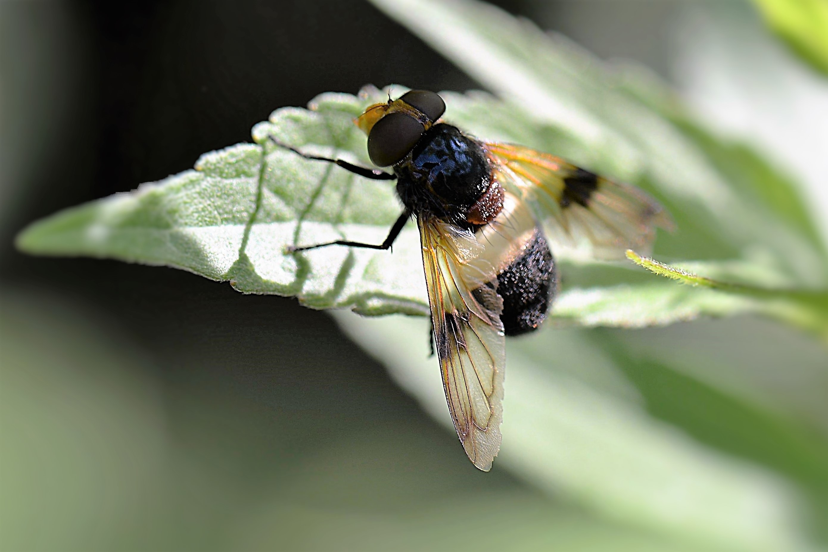 black white and yellow fly
