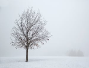 leafless tree on snow fields thumbnail