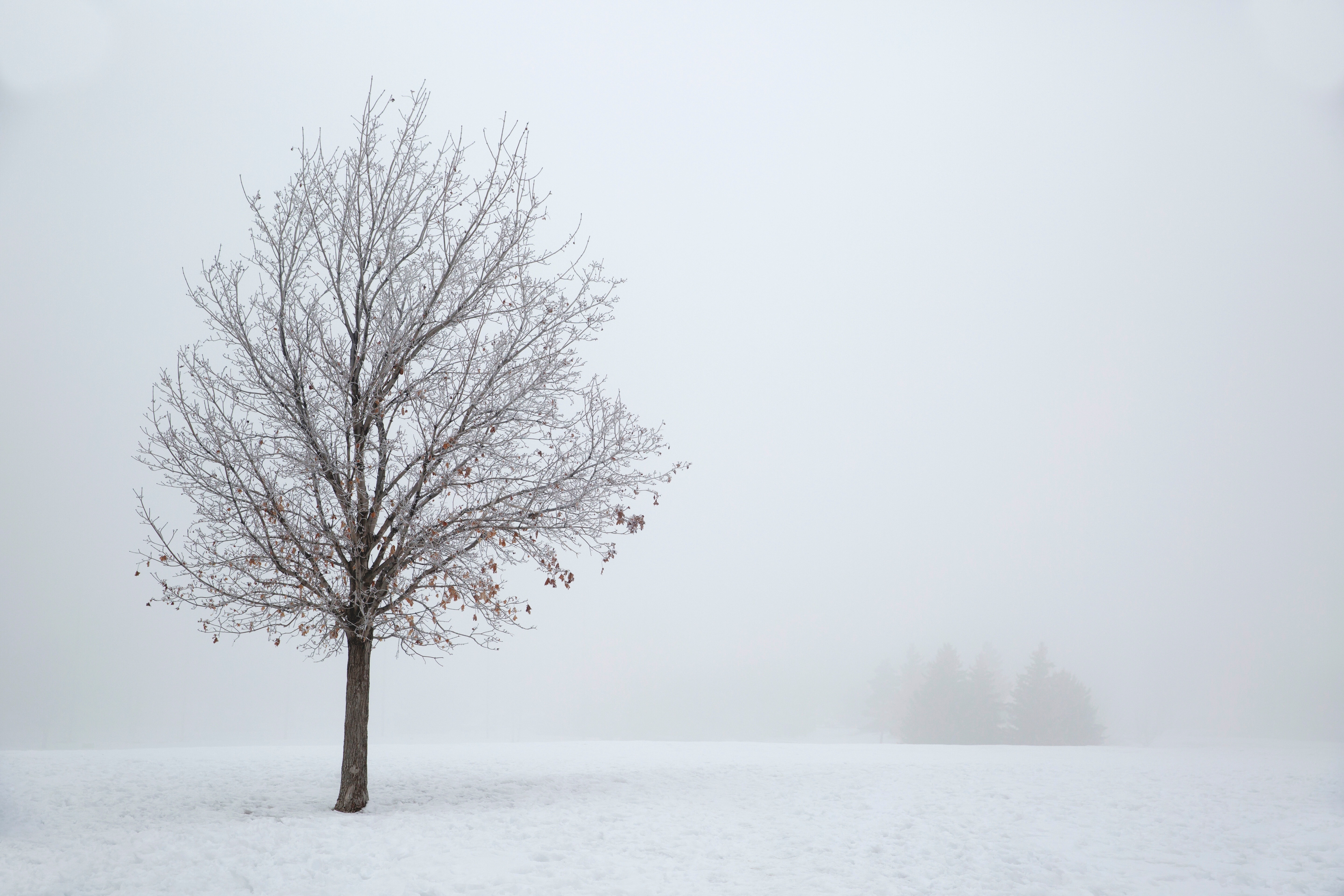 leafless tree on snow fields