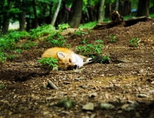 Animal, Sleep, Fox, Sleeping, Cute, one animal, animal themes thumbnail