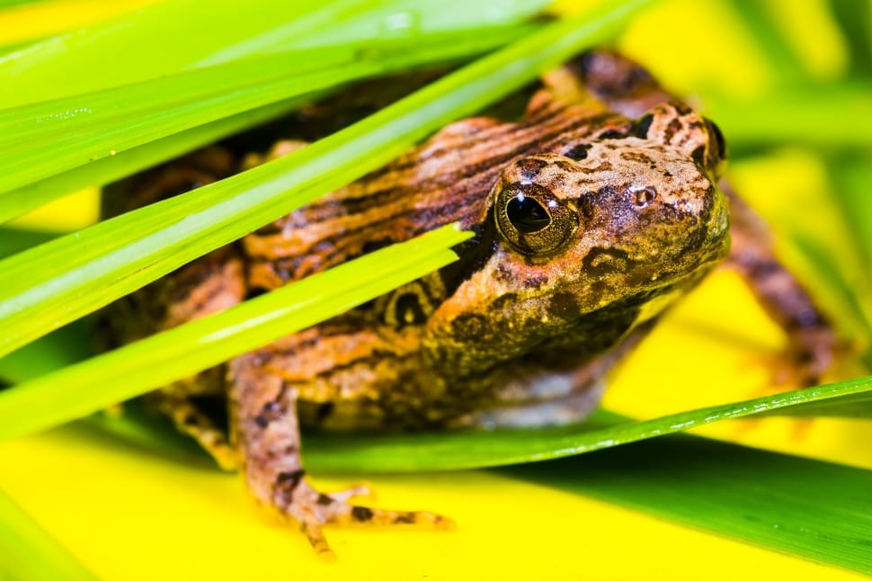 Amphibians, Tree Frog, Anuran, Frog, one animal, animal wildlife preview