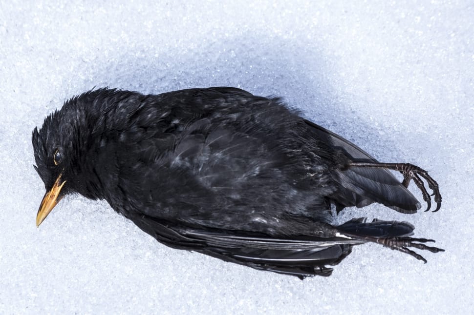 black short beak bird preview