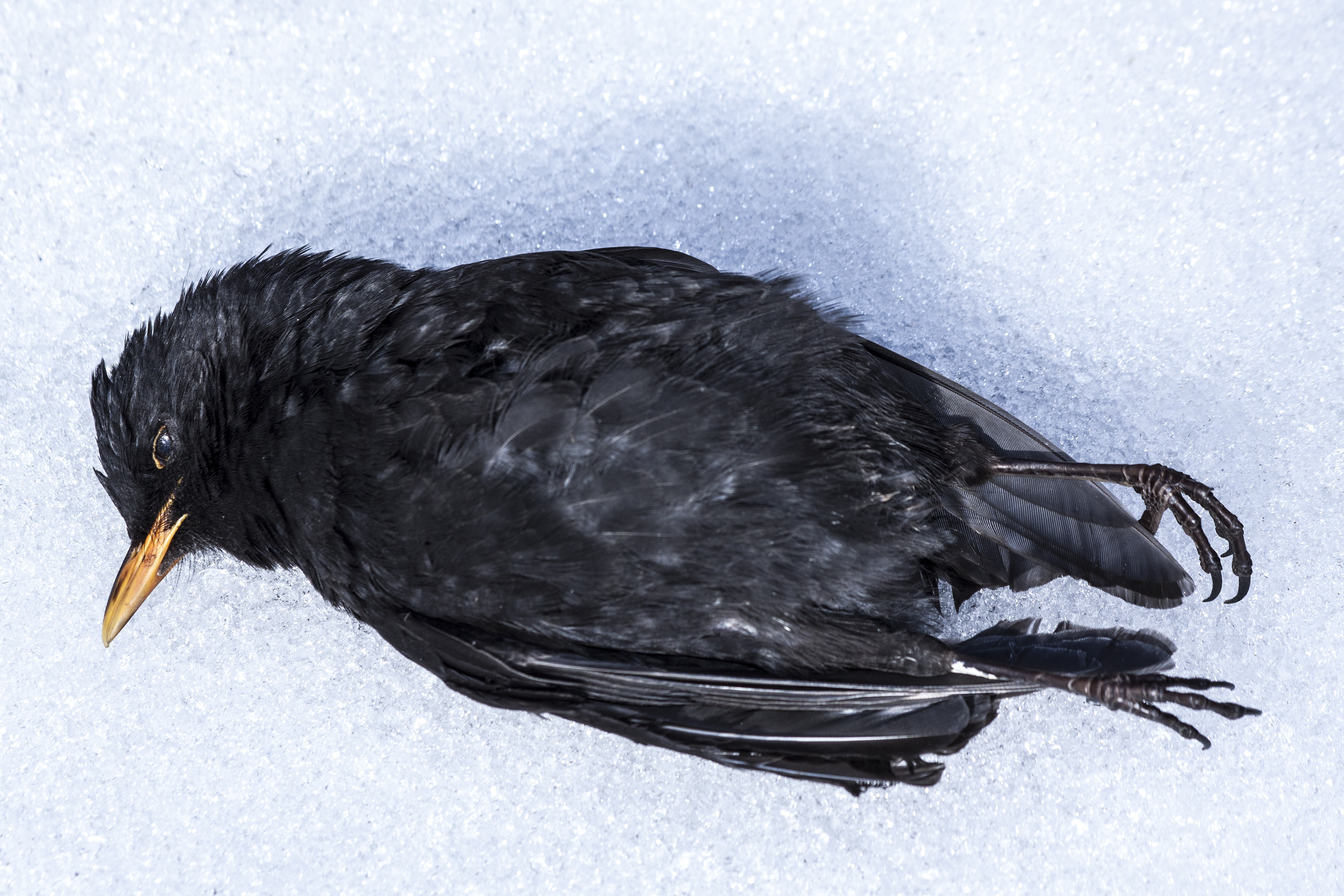 black short beak bird