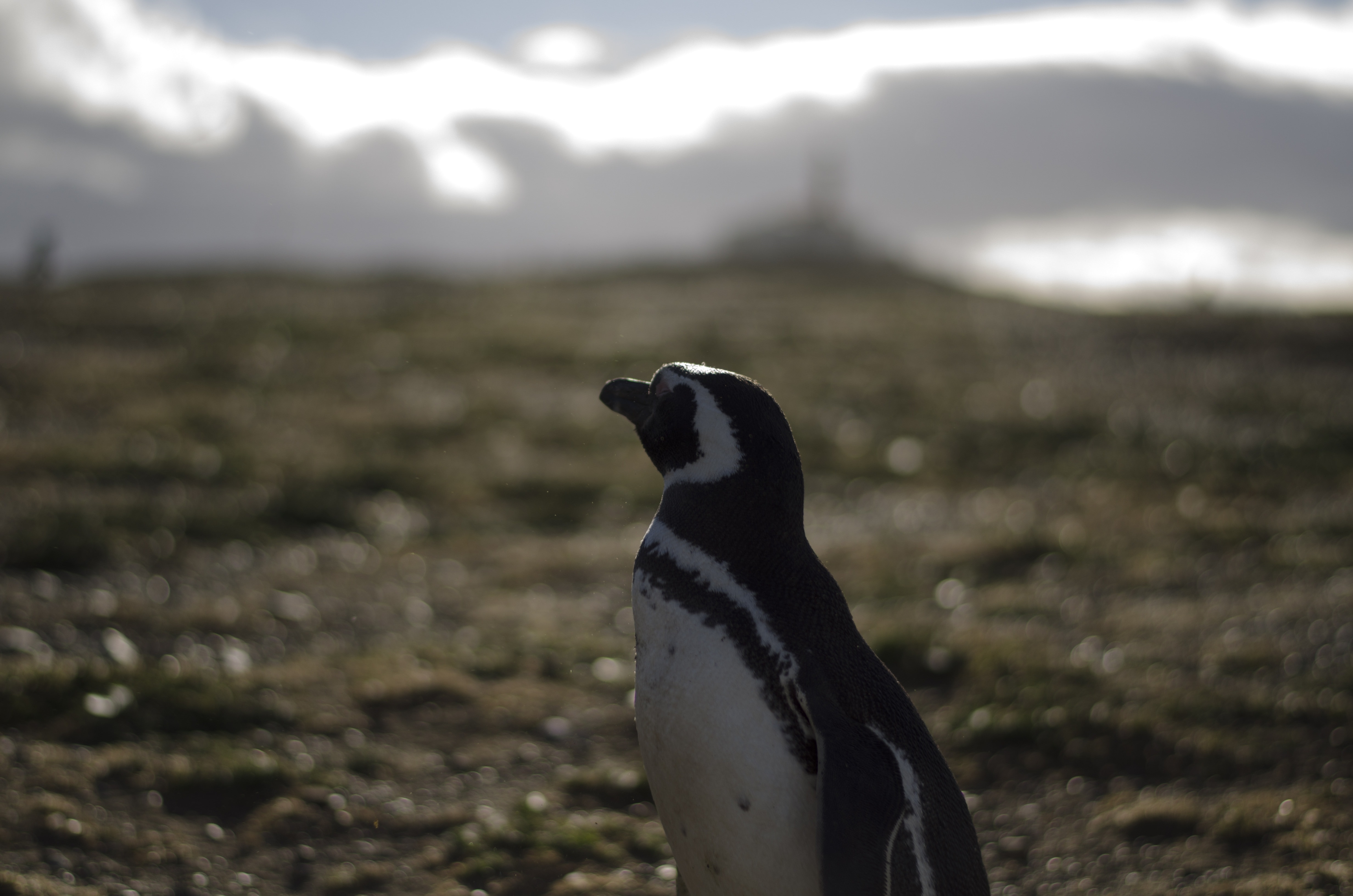 photograpy of penguine