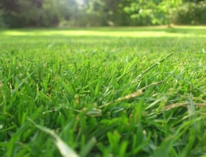 green lawn field thumbnail