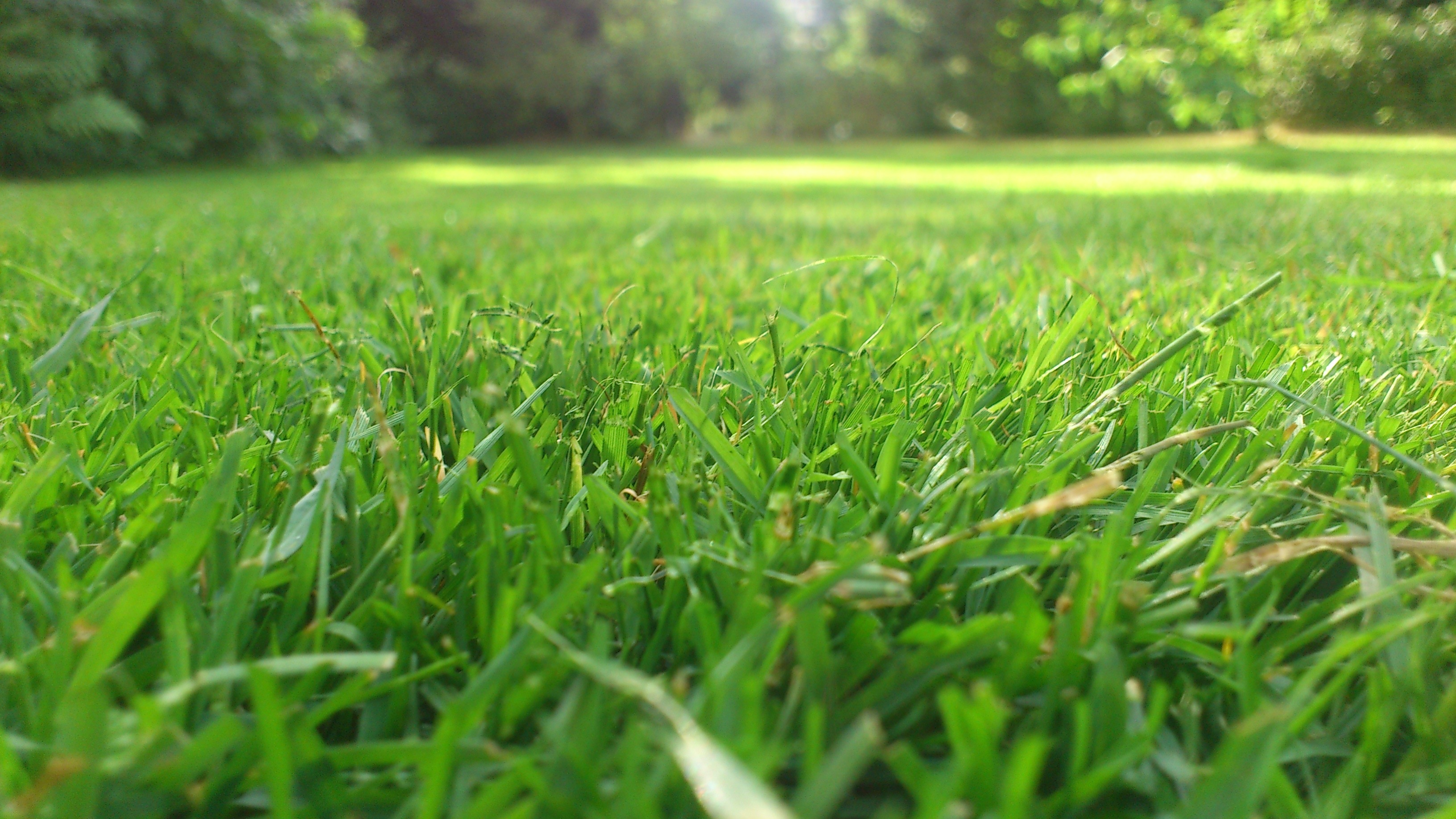 green lawn field
