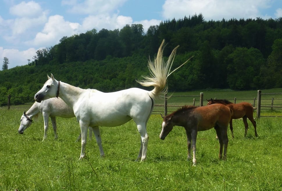 2 white and 2 brown horses preview