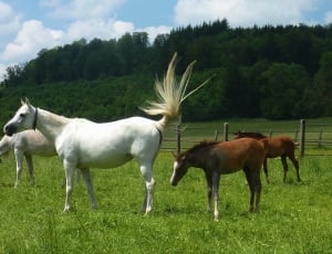 2 white and 2 brown horses thumbnail