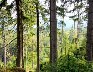 lot of green leafed trees on higher ground in forest thumbnail