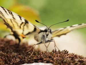 beige and gray moth butterfly thumbnail