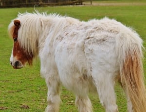 white and brown pony thumbnail