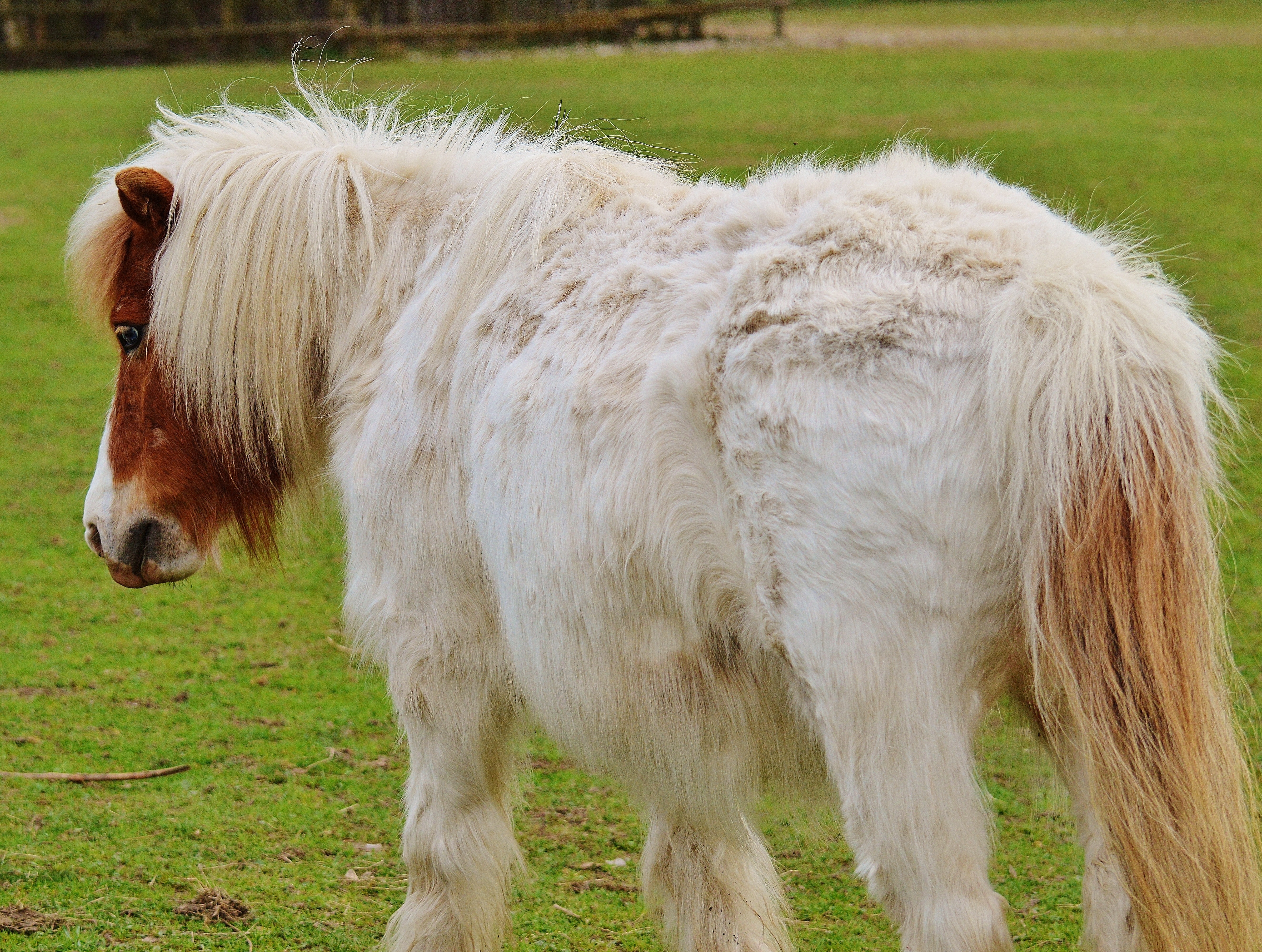 white and brown pony