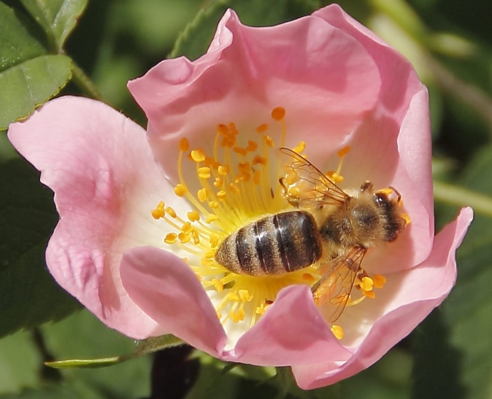 bee on pink and yellow petaled flower preview