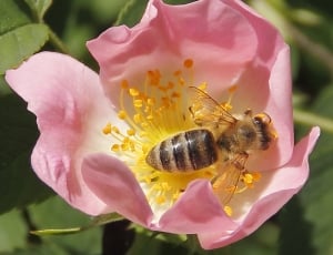 bee on pink and yellow petaled flower thumbnail
