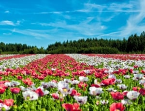 Field Of Poppies, Poppy, Flowers, Flower, flower, nature thumbnail