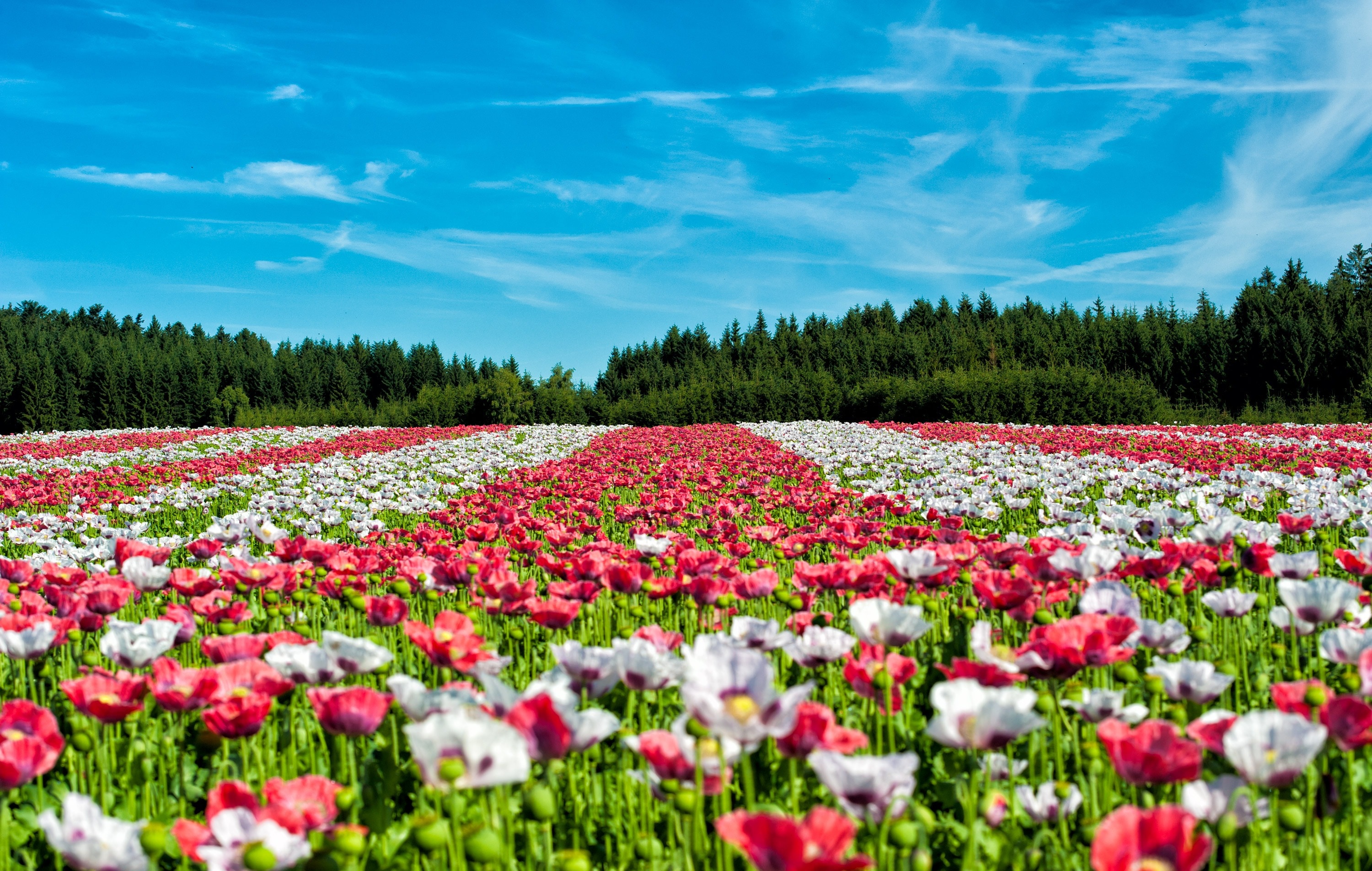 Field Of Poppies, Poppy, Flowers, Flower, flower, nature