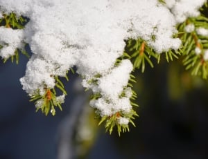 green tree covered by snow thumbnail