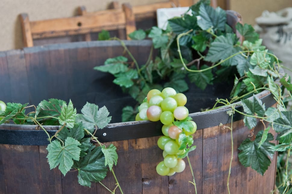 green fresh grapes picture preview