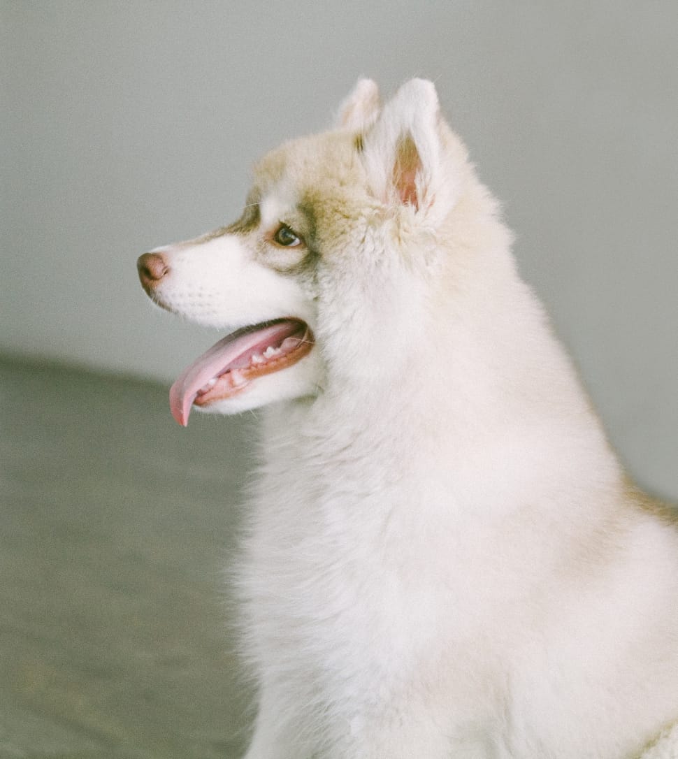copper and white siberian husky preview