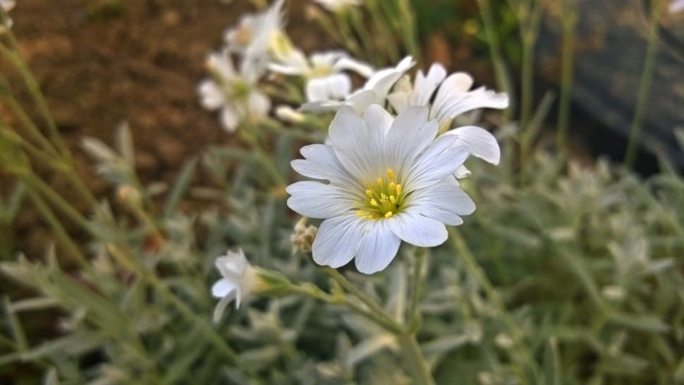 close up photo of white petaled flower preview