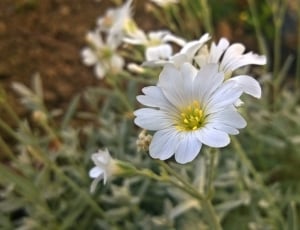 close up photo of white petaled flower thumbnail