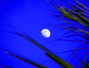 Moon, Blue, Sky, Moon Shine, Trees, moon, blue thumbnail