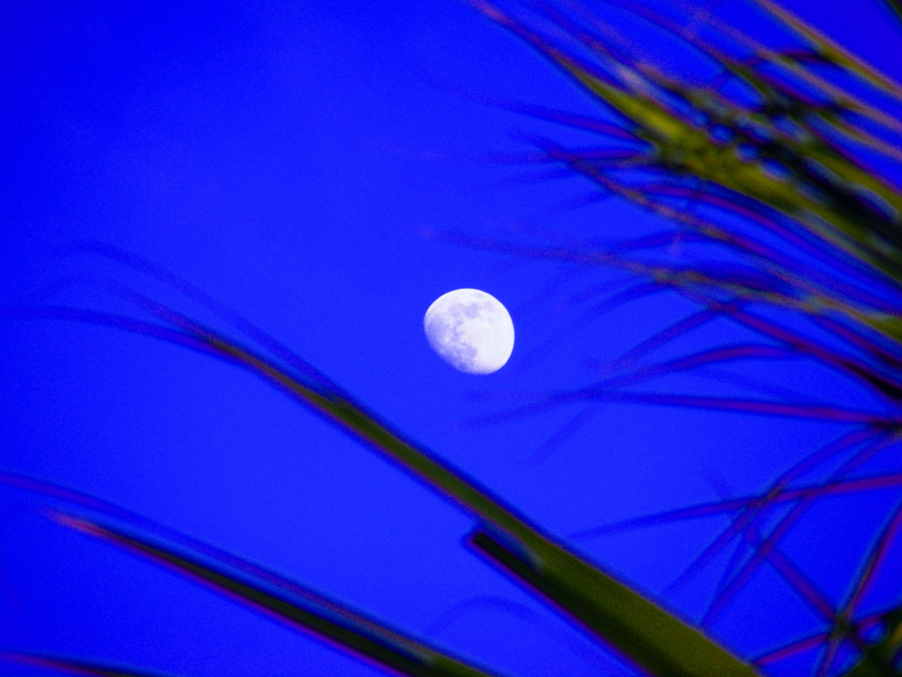 Moon, Blue, Sky, Moon Shine, Trees, moon, blue