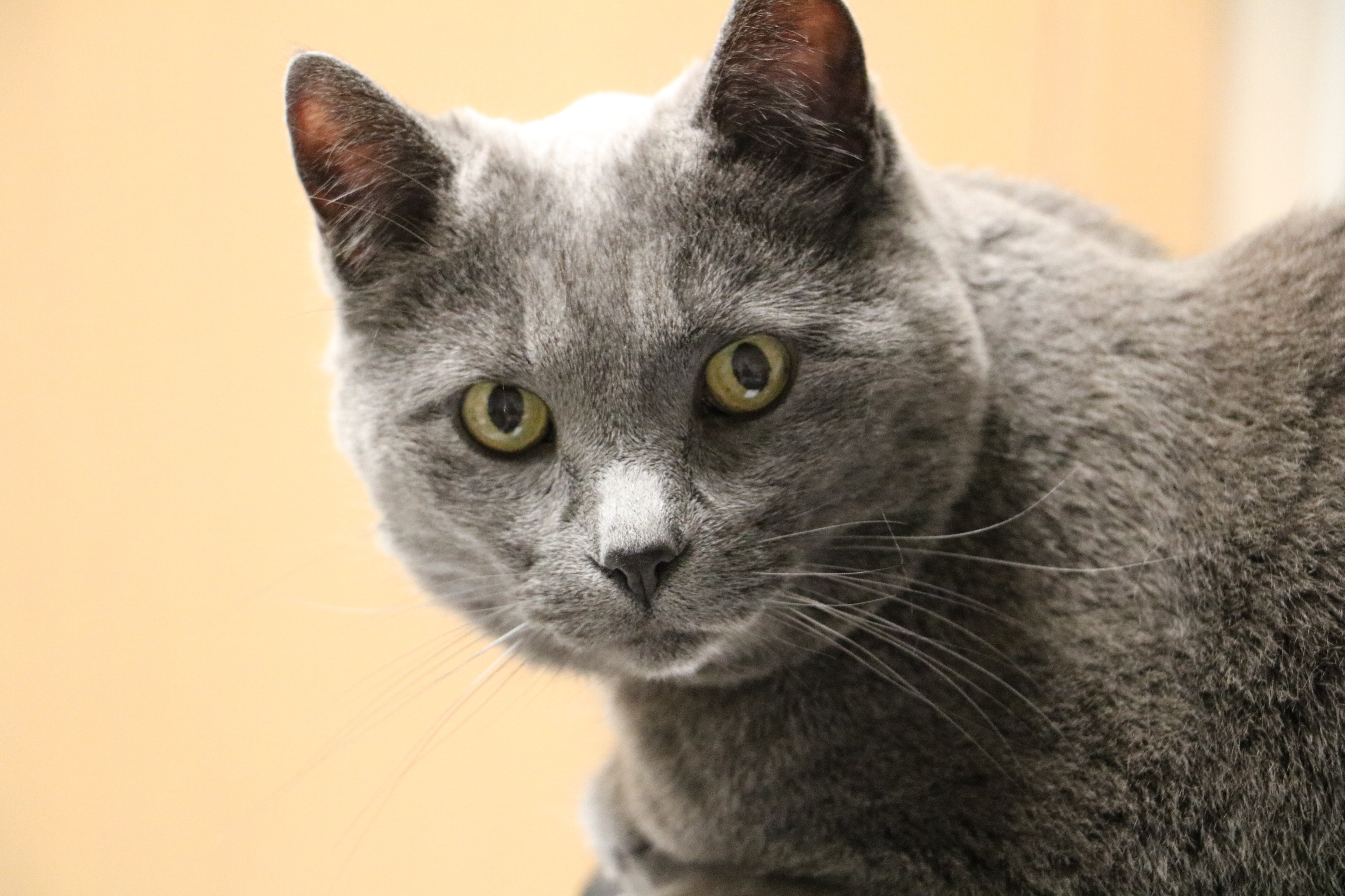 Порода серой кошки с серыми глазами. Британская короткошёрстная кошка. Британская короткошёрстная кошка пепельная. Британская кошка короткошерстная серая. Британская короткошёрстная кошка шартрез.