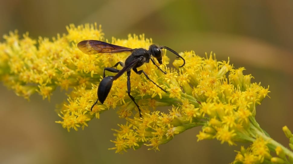 close-up photography of black wasp on yellow petaled flower preview