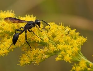 close-up photography of black wasp on yellow petaled flower thumbnail