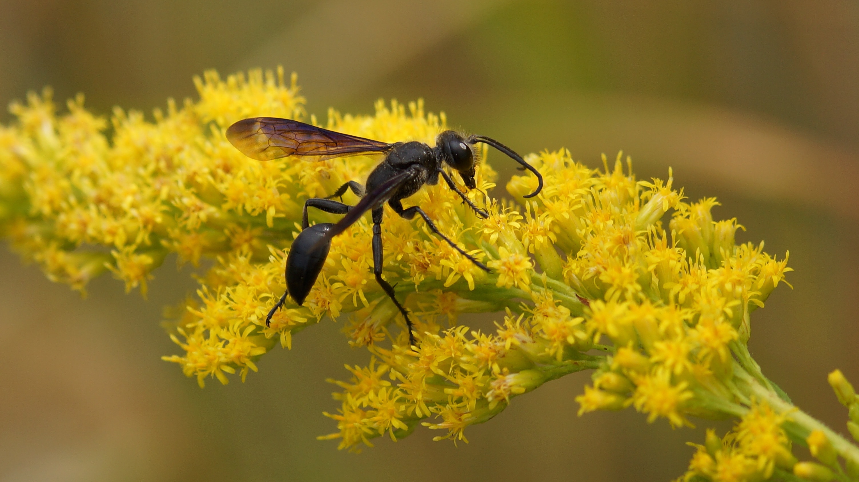 close-up photography of black wasp on yellow petaled flower