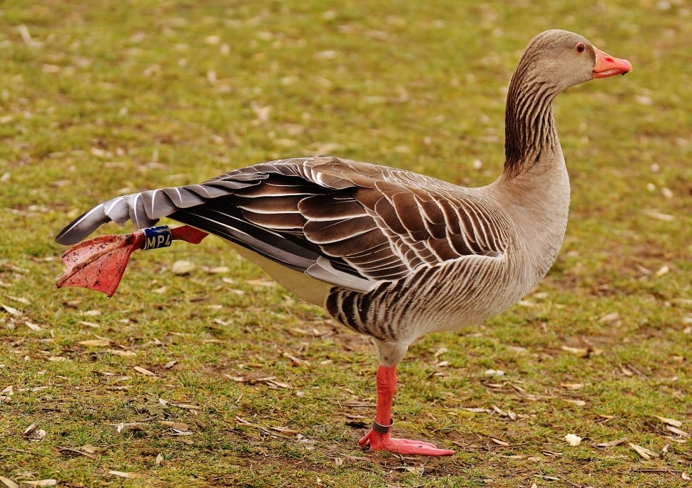 red gray and white goose preview