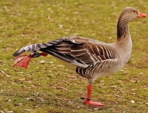 red gray and white goose thumbnail