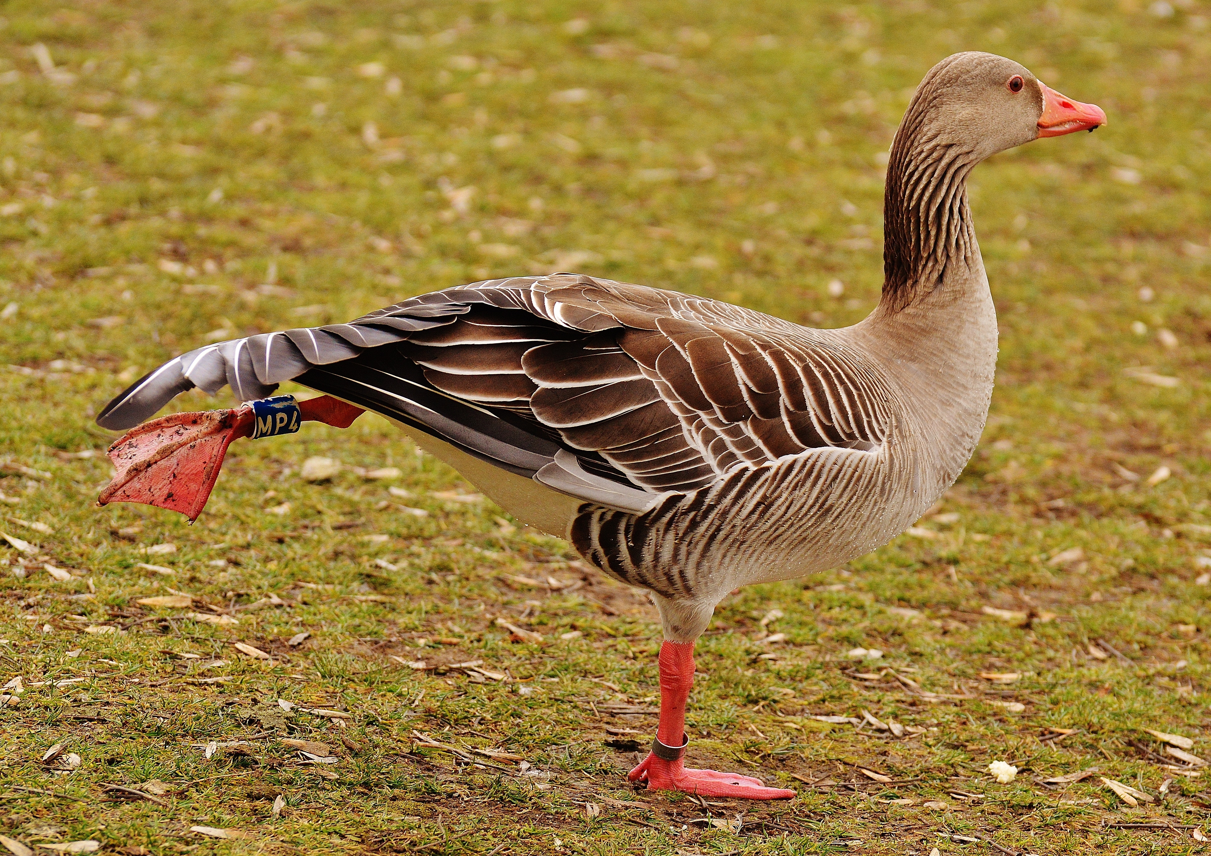 red gray and white goose