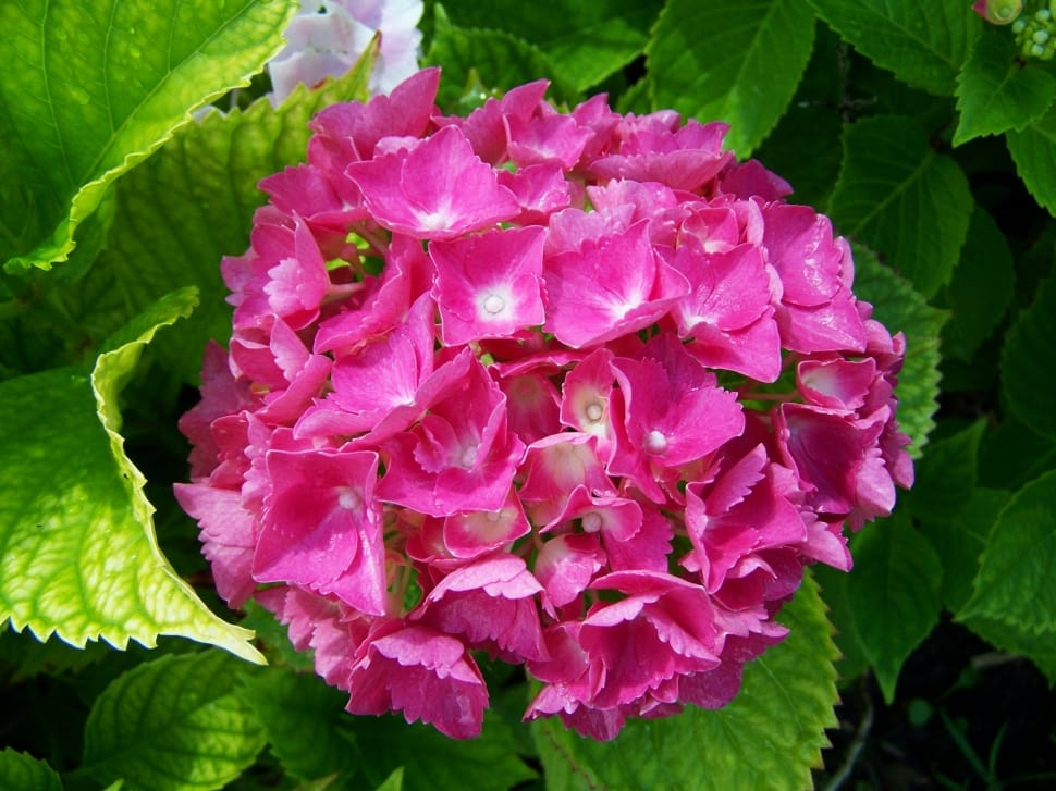 Hydrangea, Pink Flower Garden, flower, leaf preview