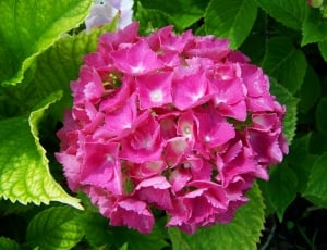 Hydrangea, Pink Flower Garden, flower, leaf thumbnail
