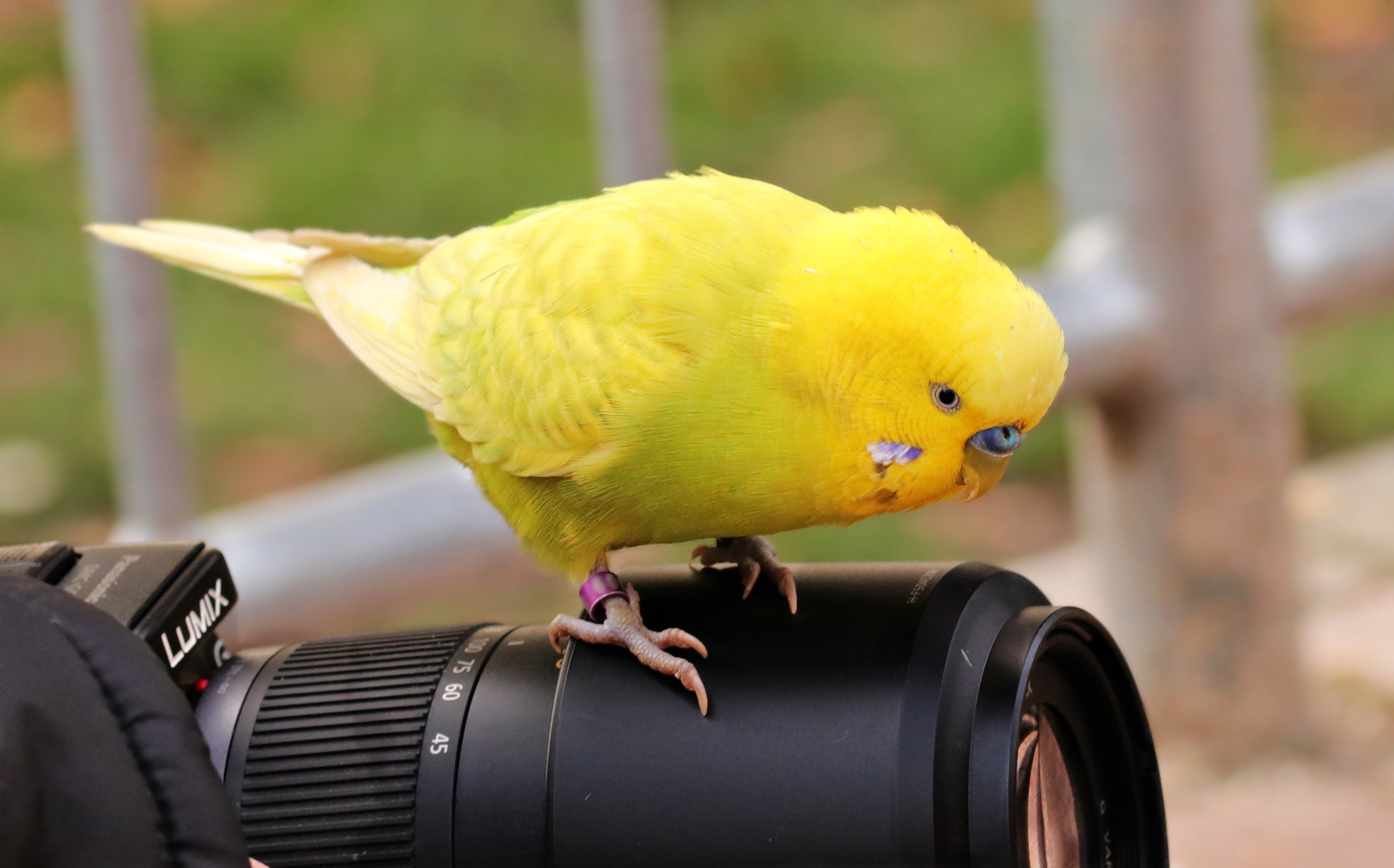 yellow coated bird