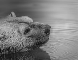 bear swim on calm water thumbnail