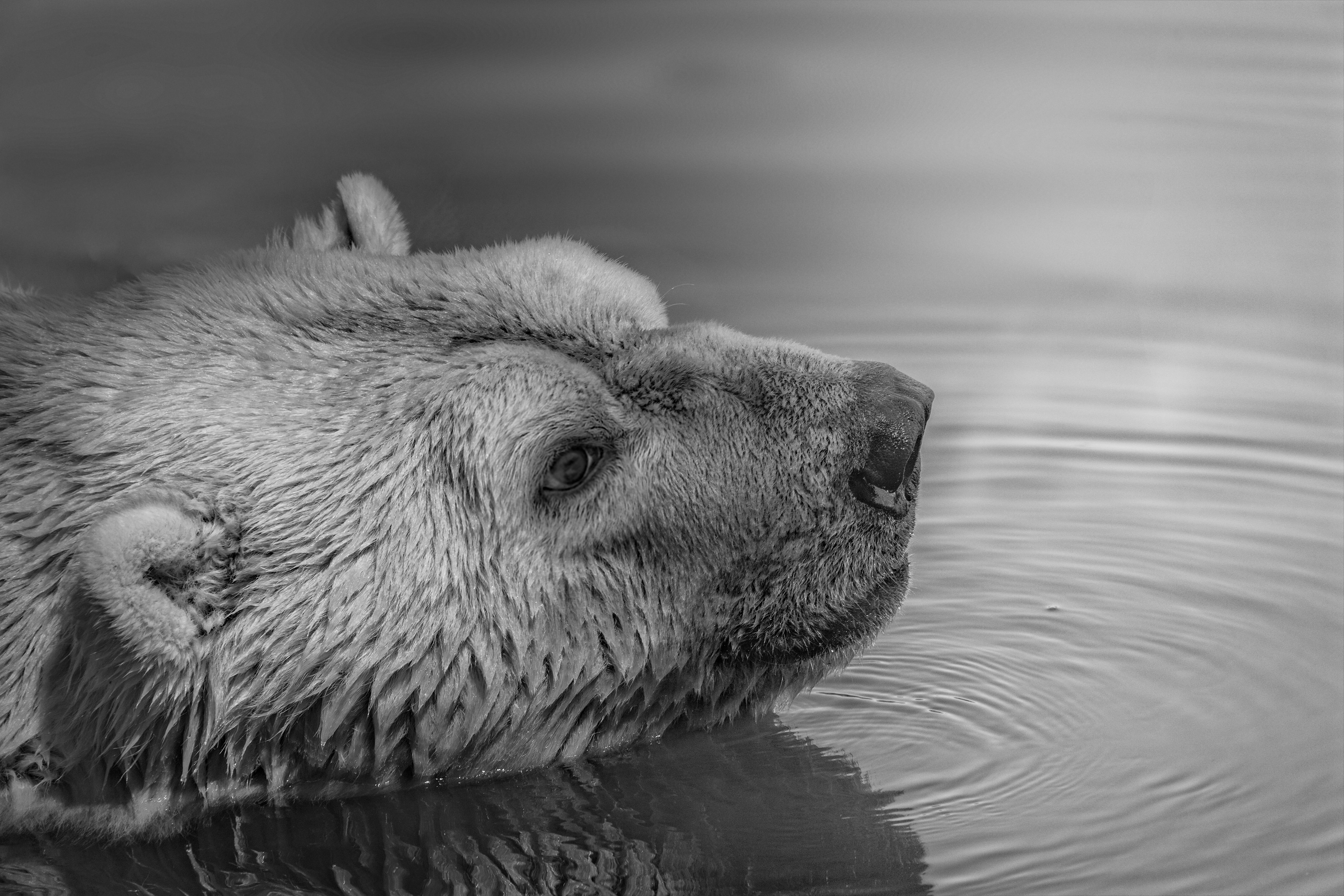 bear swim on calm water