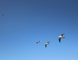 flock of gulls flying thumbnail