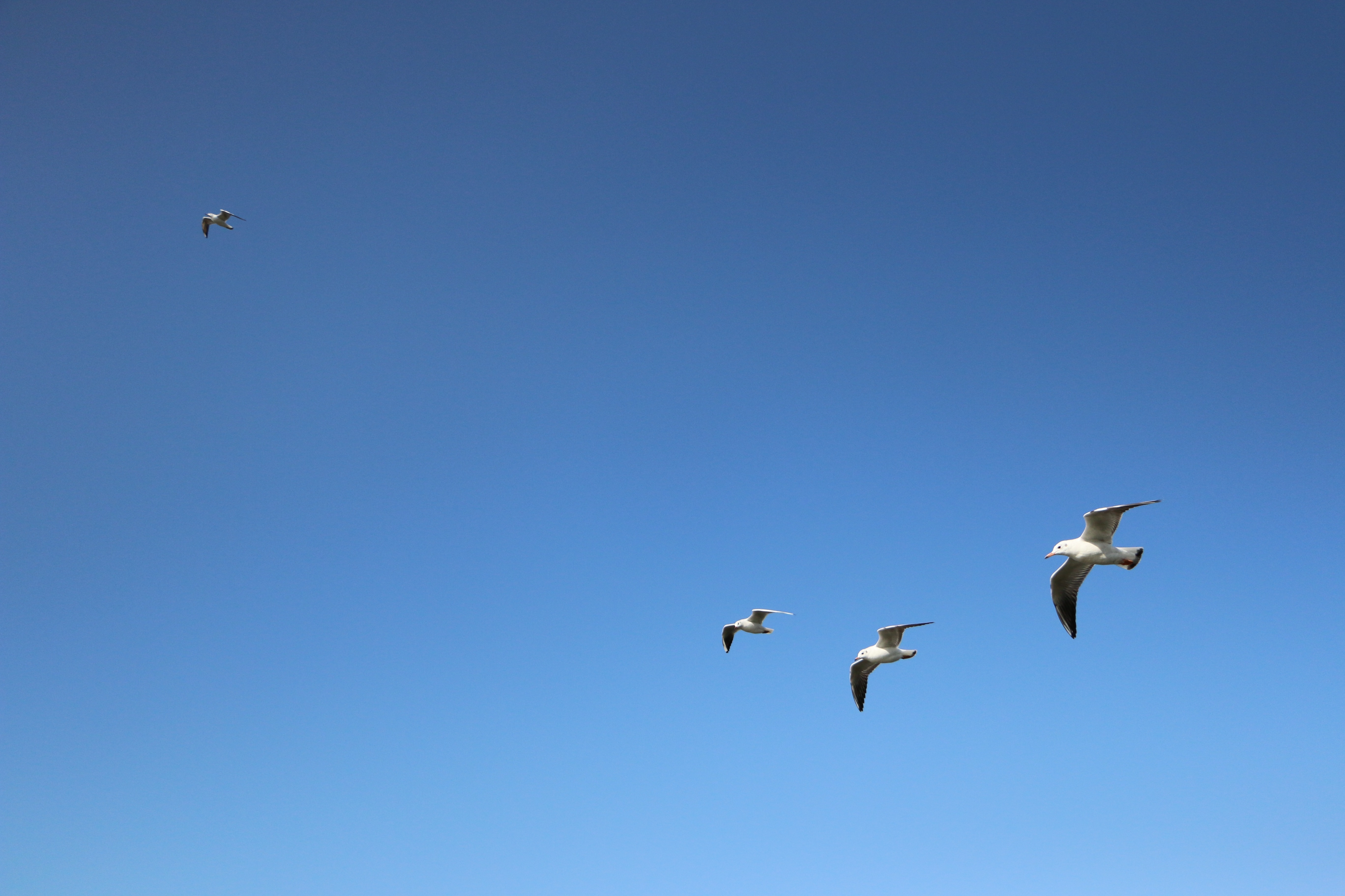 flock of gulls flying