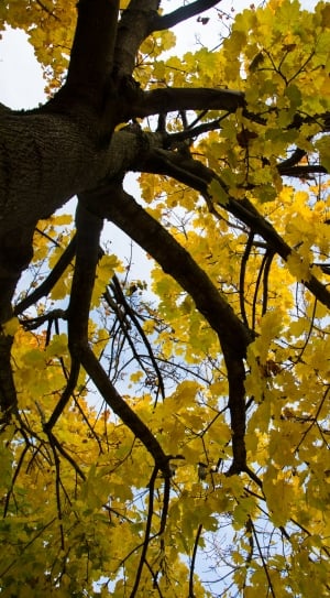Yellow, Leaves, Nature, Autumn, Trees, tree, branch thumbnail