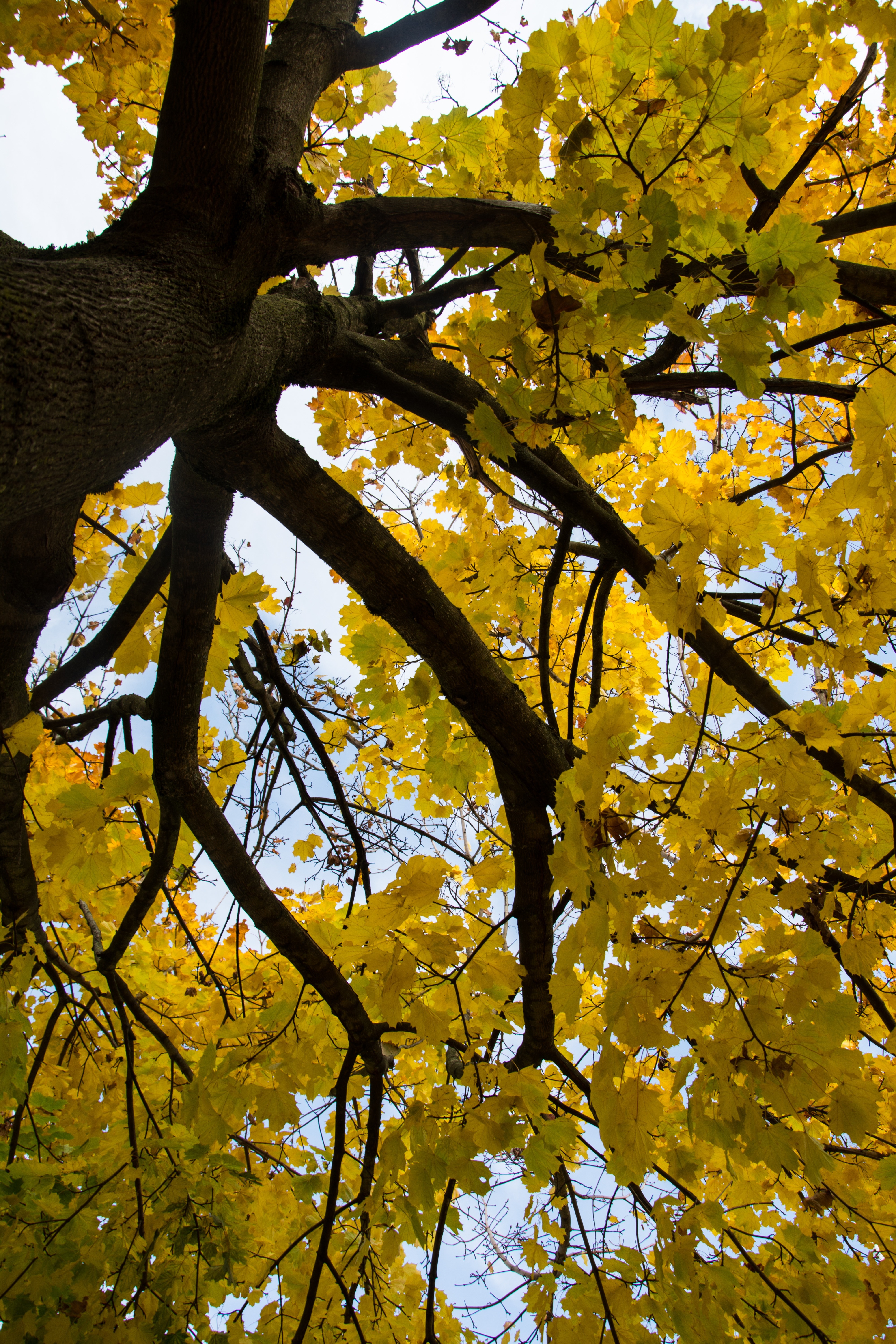 Yellow, Leaves, Nature, Autumn, Trees, tree, branch