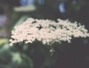 white petaled flowers close up focus photography at daytime thumbnail
