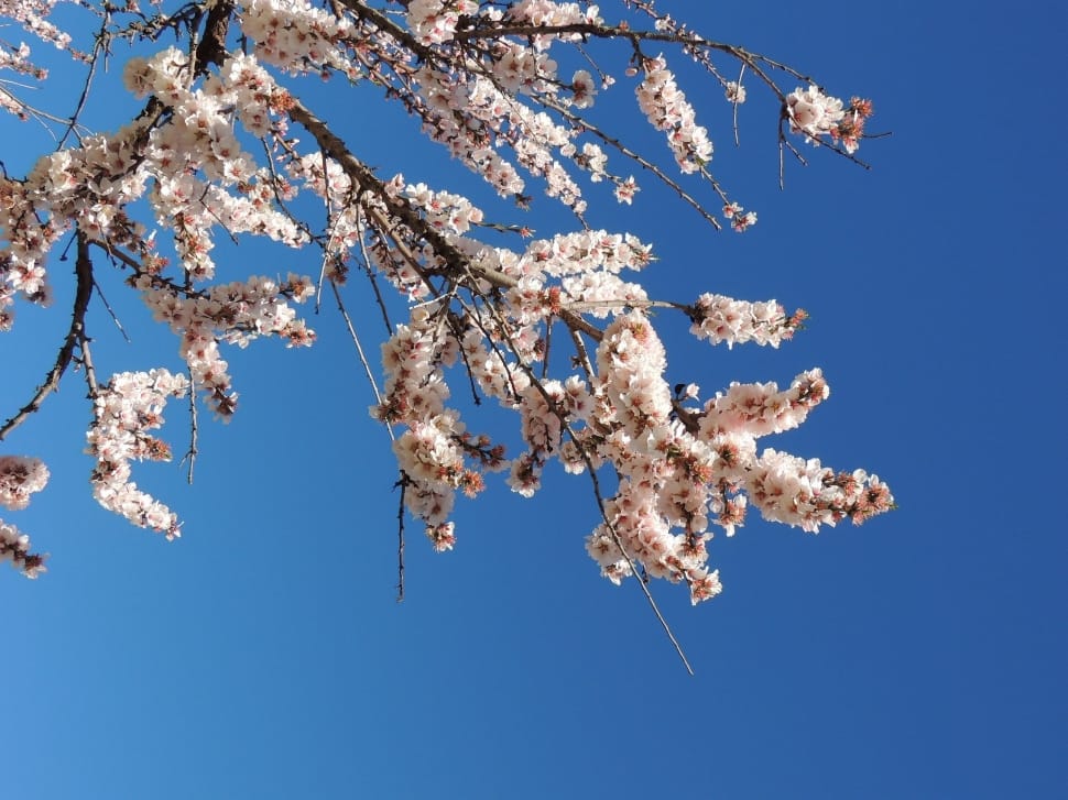 Almond Blossom, Spring, Bernia, blue, nature preview