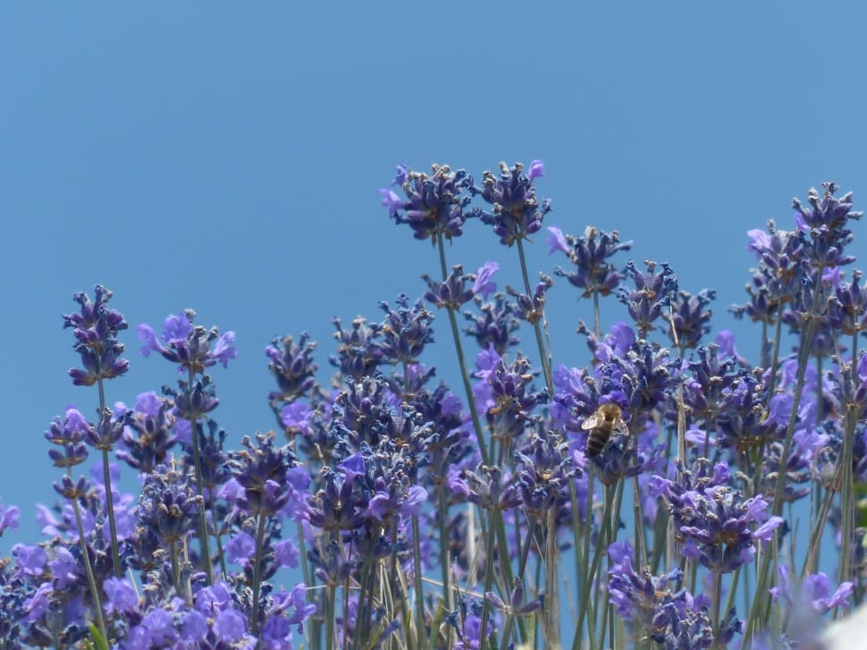 Lavender, Flowers, Flower, Purple, flower, fragility preview