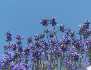 Lavender, Flowers, Flower, Purple, flower, fragility thumbnail